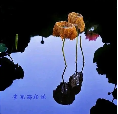 《道德經》：修好本性，身心健康